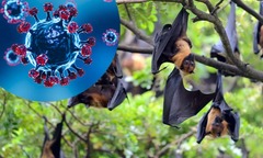 Virus Nipah không lây lan theo cách mà nhiều người đang lo sợ, cần cảnh giác nhưng không nên hoang mang