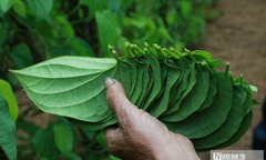 Trồng cây “đếm lá tính tiền”, nông dân Nghệ An thu bạc triệu dịp cận Tết