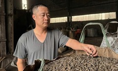 Bỏ phố về rừng, cử nhân kinh tế biến cành khô, rễ mục thành  "vàng đen " xuất ngoại, thu tiền mỏi tay