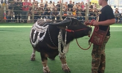 Clip: Cận cảnh con trâu lùn trị giá 16 tỷ đồng, người dân đổ xô đến chụp ảnh