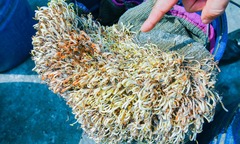 Bắt giữ, tiêu hủy hơn 5 tấn giá đỗ sản xuất bằng hóa chất tại Hải Phòng