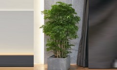Hoa và quả của cây đinh lăng có công dụng gì?