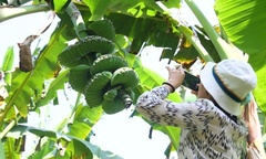 Cận cảnh nải chuối hình dáng  "độc lạ ": Khách xếp hàng săn đón dù giá đắt đỏ