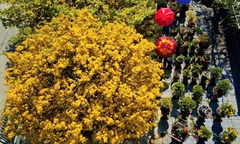 Vì sao cây mai cổ "Tiên lão giáng trần " có giá hơn 10 tỷ nhưng chủ nhân "quyết " không bán?