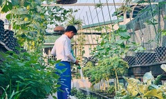 Chàng trai Hà Nội biến sân thượng 200m2 thành  "nông trại " xanh mướt giữa lòng thành phố 