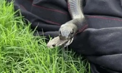 Clip: Kinh hãi khoảnh khắc rắn nâu độc chui ra từ miệng kẻ săn mồi