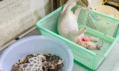 Khởi tố chủ nhà hàng mua tê tê về xẻ thịt phục vụ thực khách