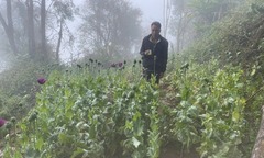 Phát hiện người đàn ông trồng 346 cây thuốc phiện trái phép ở Lai Châu