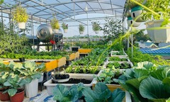 Ngắm khu vườn 80m2 phủ kín rau trái trên sân thượng của cô gái trẻ tại TP.HCM