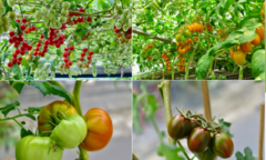 Khu vườn sân thượng ở Đà Nẵng gây sốt: Mẹ đảm tự tay bê đất suốt 1 năm, thành quả đẹp như tranh