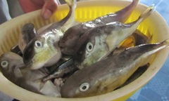 Điều tra, xử lý vụ 2 người nghi ngờ ngộ độc do ăn cá nóc tại Cà Mau