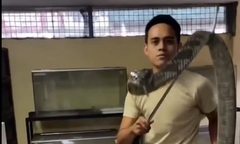 Clip: Bị rắn hổ mang chúa cắn vào tay, nam tình nguyện viên cứu hộ động vật tử vong thương tâm