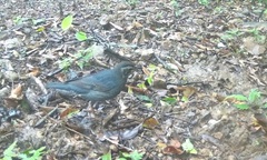 Phát hiện chim hoét xibêri, dù dì phương Đông quý hiếm ở Quảng Trị