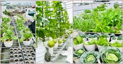 Mê mẩn vườn rau xanh mướt, trĩu quả trên sân thượng của nữ giảng viên đại học