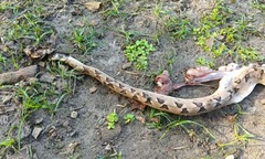 Tin tức đời sống 26/5: Cụ bà nguy kịch vì chữa rắn cắn theo cách dân gian