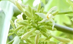 Loại hoa quen thuộc trong vườn là  "vựa thuốc quý "