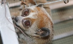 Phát hiện con vật  "lạ " bị bầy chó bao vây lúc nửa đêm, 2 người đàn ông giải cứu rồi nhờ AI xác định danh tính