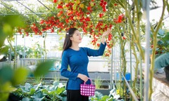 Mẹ đảm Bùi Thị Lệ Quyên biến sân thượng 100m2 thành  "ốc đảo " xanh mướt, rau trái ăn không hết còn mang đi bán