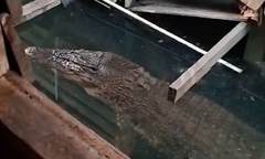 Bé trai 11 tuổi bị cá sấu dài 4,8 mét tấn công khi bơi cùng bạn bè trên sông