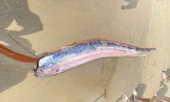 Phát hiện xác cá hố rồng dài gần 2m, lưng có vây đỏ hồng, miệng có râu dài dạt vào bờ biển Đà Nẵng