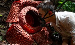 Sự thật về loài hoa kỳ quái nhất hành tinh, tỏa mùi hôi đến đáng sợ nhưng vẫn thu hút nhà khoa học