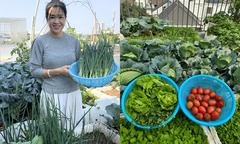 Mẹ đảm Hà Nội biến sân thượng tầng 5 thành  "ốc đảo " rau trái xanh mướt