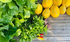 Cận cảnh khu vườn  "2 trong 1 " trên tầng 5, nuôi cá trồng rau khép kín, thu hoạch cả nửa tạ dưa lưới