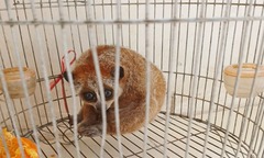 Phát hiện con vật  "lạ " quý hiếm, mắt to tròn, người dân giao nộp cho công an