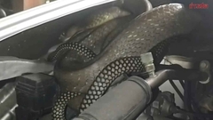 Bắt sống rắn hổ mang chúa  "khủng " ẩn nấp trong khoang động cơ ô tô của người dân