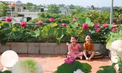 Người phụ nữ Hà Nội biến sân thượng thành vườn sen rực rỡ và ngát hương