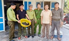 Tin tức thời sự 24h: Người dân giao nộp 4 cá thể rái cá quý hiếm