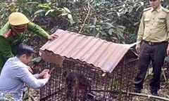Tái thả khỉ mốc quý hiếm về rừng tự nhiên ở Phú Thọ