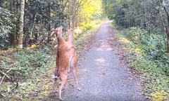 Ngỡ ngàng hai con hươu  "tỉ thí võ công " trong rừng Cúc Phương, camera ghi lại khoảnh khắc gây sốt