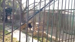 Say rượu thả sư tử khỏi chuồng, một người đàn ông bị tấn công trọng thương