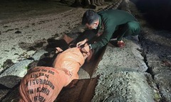 Bắt quả tang người đàn ông vận chuyển gần 100kg thuốc nổ ra bãi biển