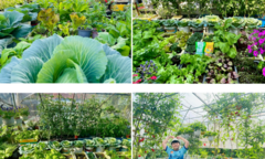 Ngắm khu vườn sân thượng “mùa nào thức nấy” rộng 85m2 của gia đình Đà Nẵng