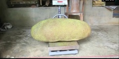 Loại quả lạ nặng hơn 50kg khiến cả vùng náo loạn, ai cũng muốn vào xem