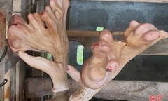 Cận cảnh cặp nhung hươu nặng hơn 5,4 kg, lớn nhất từ trước đến nay ở Hà Tĩnh