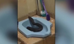 Đứng tim cảnh trăn lưới "khủng " dài 4 mét bất ngờ thò đầu lên từ bồn cầu