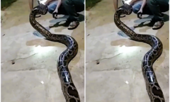 Trăn gấm quý hiếm nặng gần 16kg bò vào khu dân cư ở Đà Nẵng trong đêm