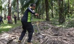 Clip: Người đàn ông tay không bắt sống rắn hổ mang chúa  "khủng ", xem mà thót tim