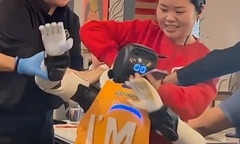 Robot mất kiểm soát  "đại náo " quán ăn, nhân viên hoảng loạn kéo ra ngoài