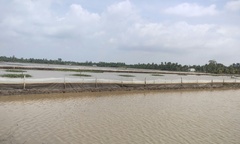 Phát hiện 2 hộ dân nuôi ốc bươu vàng trên hàng ngàn mét vuông