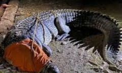 Clip: Cận cảnh bắt sống cá sấu "khủng " đột nhập, ẩn nấp dưới gầm giường nhà dân
