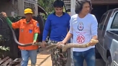 Clip: Bắt sống rắn hổ mang chúa dài 4 mét ẩn nấp sau nhà người dân