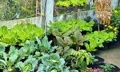 Ngỡ ngàng nam công nhân biến khoảng sân trọ 3m2 thành vườn rau quả  "lúc lỉu "