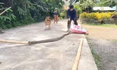 Kinh hãi rắn hổ mang chúa dài 4m, nặng 10kg xuất hiện tại trường học, giáo viên hốt hoảng
