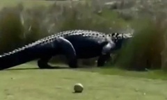 Cá sấu kích thước đồ sộ thong dong  "băng qua " sân golf, người chơi kinh ngạc chứng kiến cảnh hiếm gặp