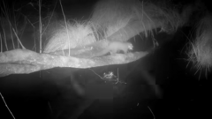 Loài động vật ăn thịt cực hiếm, tưởng đã tuyệt chủng bất ngờ tái xuất khiến giới khoa học sửng sốt 