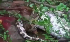 Clip: Cận cảnh trăn "khủng " nuốt dê của người dân, cả làng liền ùn ùn kéo nhau đến xem